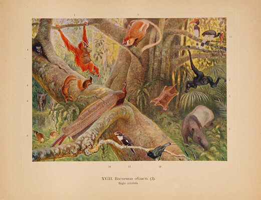 Мензбир М.А. Зоогеографический атлас... М., 1912. 